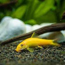 Golden Algae Eater - FreshWaterAquatica.com