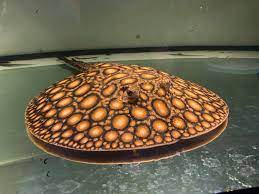 Boesemani stingray 9 inches