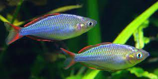Neon rainbowfish - FreshWaterAquatica.com