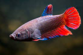 Female Betta - FreshWaterAquatica.com