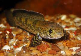 Channa quinquefasciata 'Five stripe Snakehead'