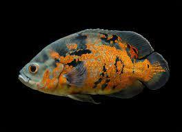 Oscar Cichlid ( Copper Oscar ) - FreshWaterAquatica.com