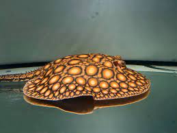 Boesemani stingray 9 inches