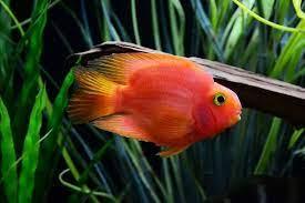 Red Parrot - FreshWaterAquatica.com