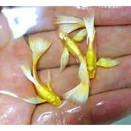 Gold Guppy - FreshWaterAquatica.com