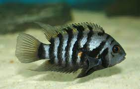 Convict Cichlid - FreshWaterAquatica.com