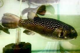 Chelonodontops bengalensis 'God Spotted Puffer' 3’’