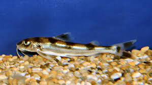 GAGATA CENIA "CLOWN Catfish
