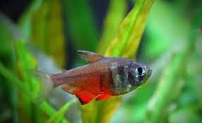 Flame Tetra (Von Rio Tetra) Fish - FreshWaterAquatica.com