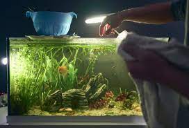 AQUARIUM CLEANING SERVICES for Planted tank - FreshWaterAquatica.com