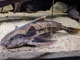 Irwini catfish 3 inches