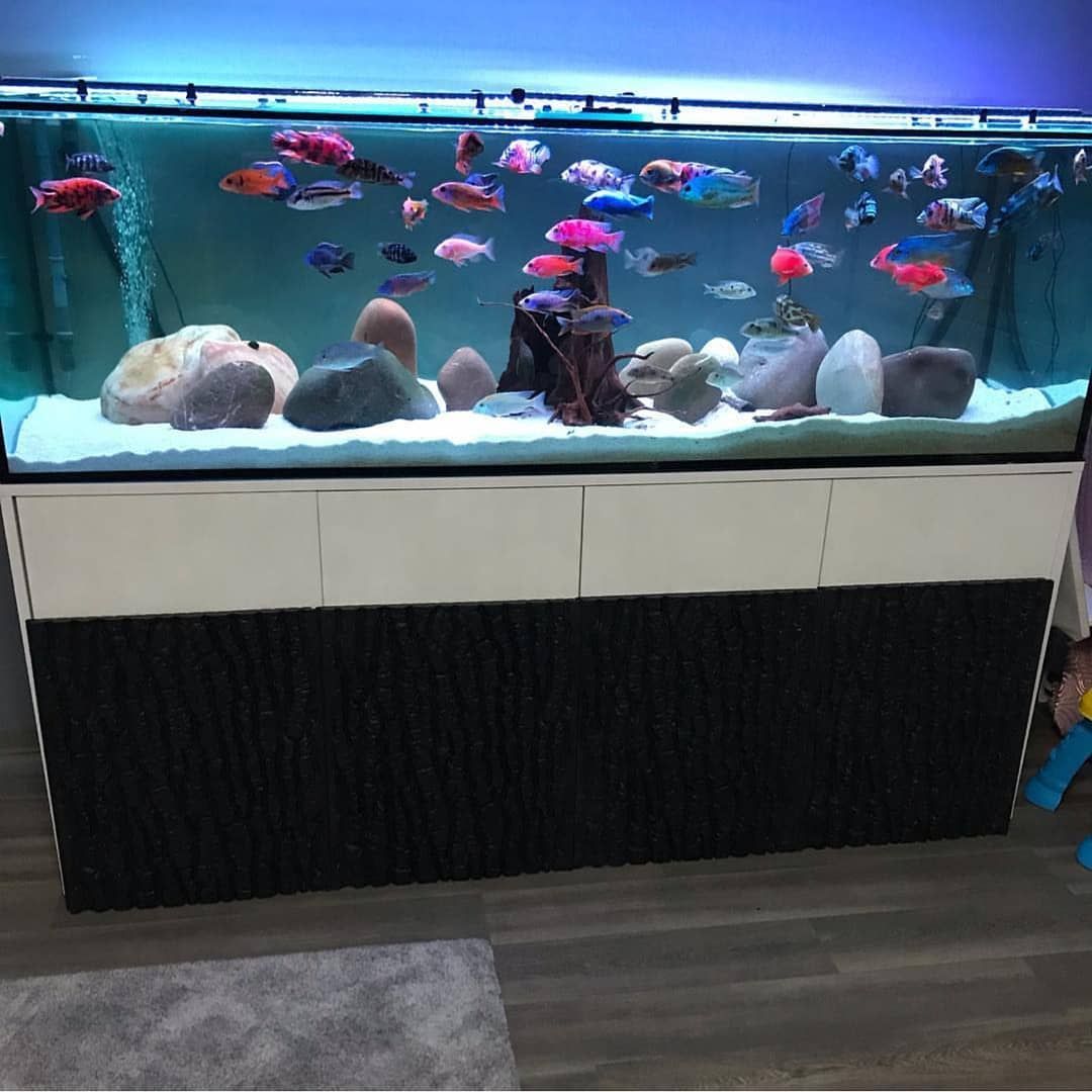AQUARIUM CLEANING SERVICES for Cichlid Tank - FreshWaterAquatica.com