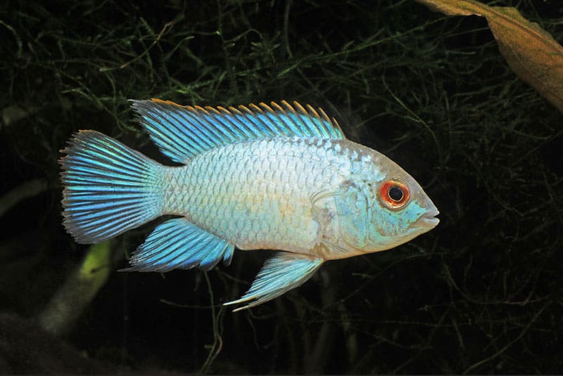 Blue Acura Cichlid - FreshWaterAquatica.com