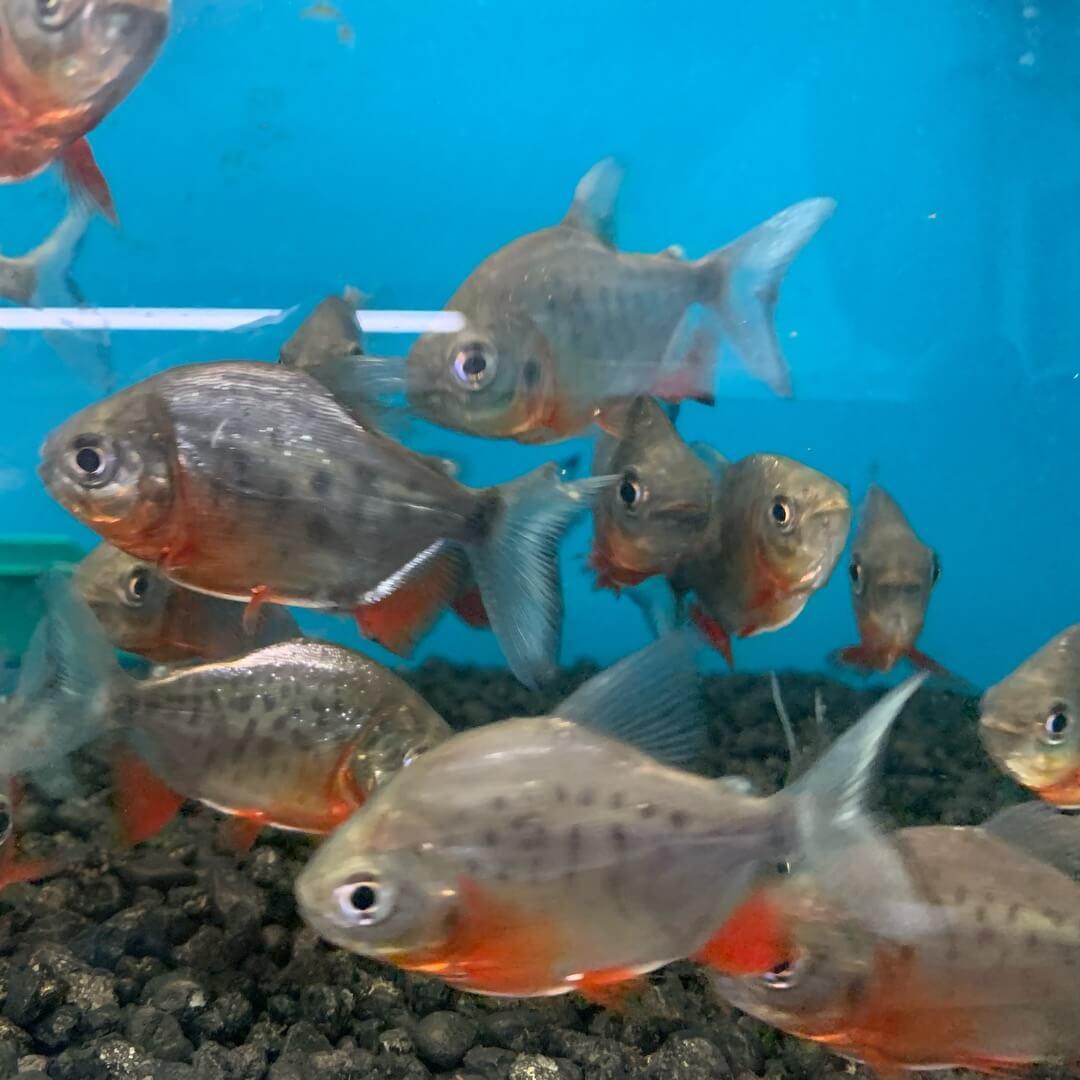 piranha - FreshWaterAquatica.com