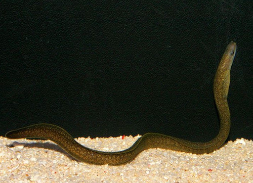 Gold Spotted Moray Eel
