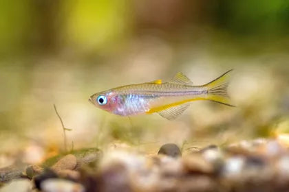 Forktailed rainbow - FreshWaterAquatica.com