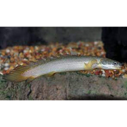 Green  Senegal Bichir - FreshWaterAquatica.com