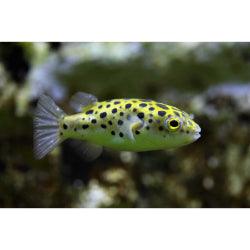 Puffer Fish - FreshWaterAquatica.com