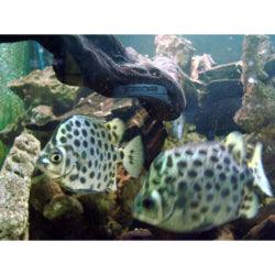 Scat fish Scatophagidae - FreshWaterAquatica.com