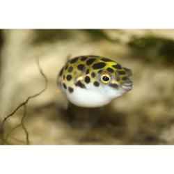 Puffer Fish - FreshWaterAquatica.com