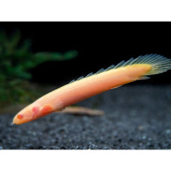 Albino  Senegal Bichir - FreshWaterAquatica.com