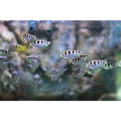 Archer fish - FreshWaterAquatica.com