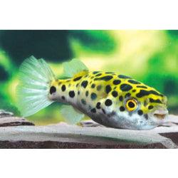 Puffer Fish - FreshWaterAquatica.com