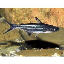 Iridescent Sharks FRESHWATERAQUATICA