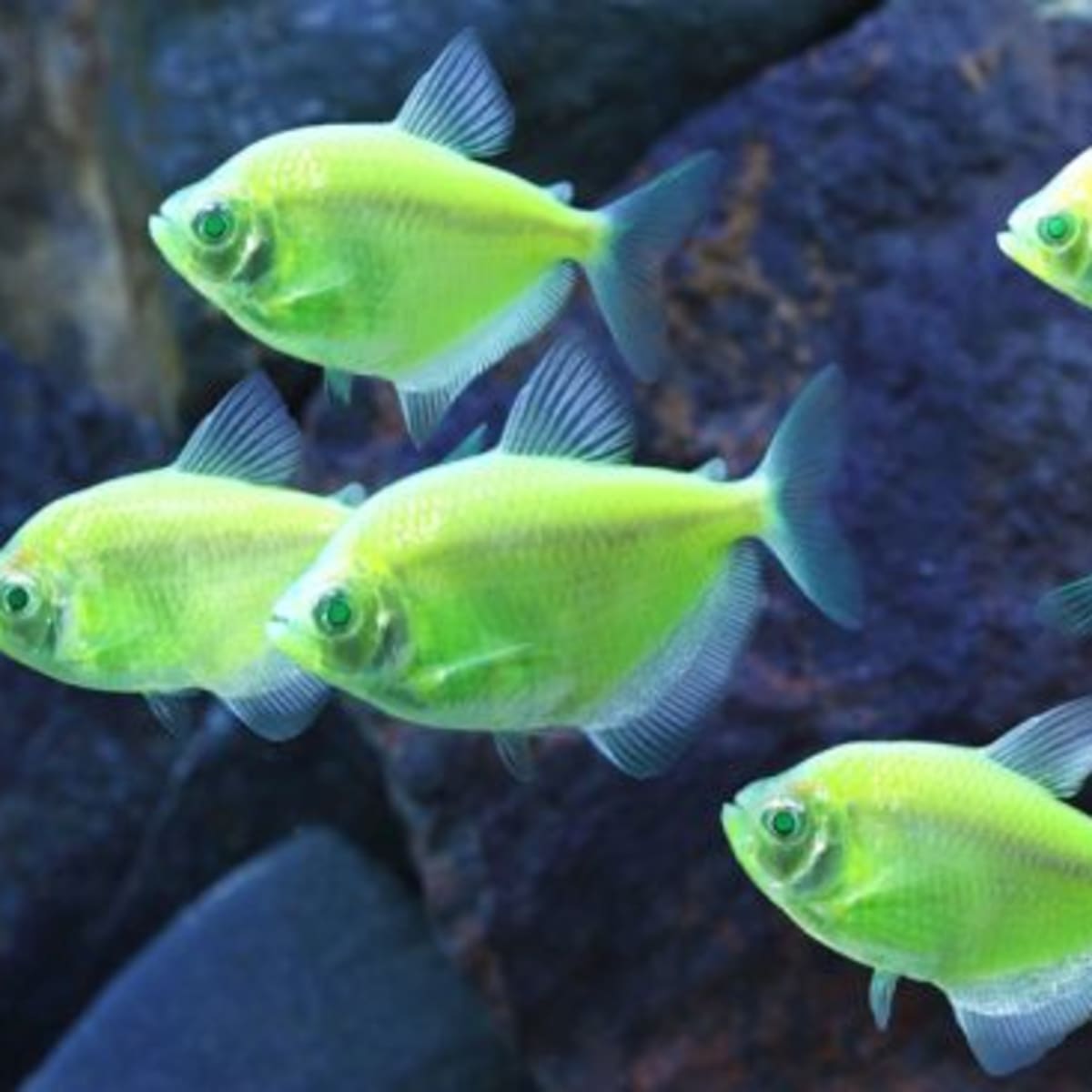 Green GloFish | Sunburst Green GloFish Tetra - FreshWaterAquatica.com