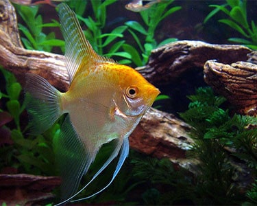 angel fish online shopping
