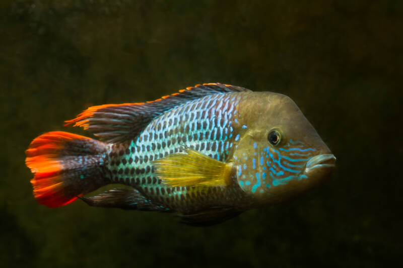Green Terror Cichlid - FreshWaterAquatica.com
