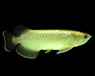 Green Arowana