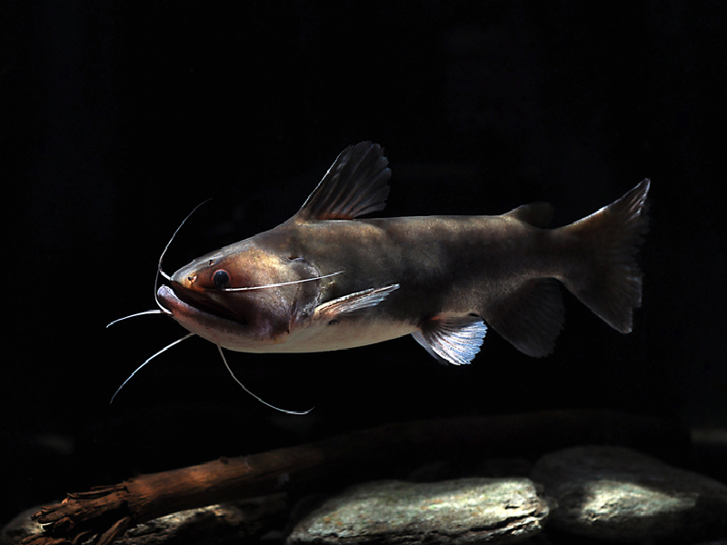 Gulper catfish  3 inches