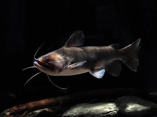 Gulper catfish  3 inches