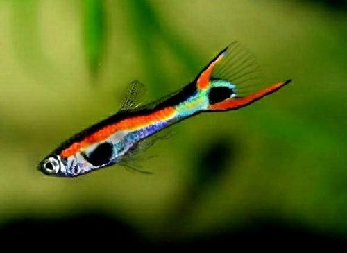 snake skin Guppy - FreshWaterAquatica.com