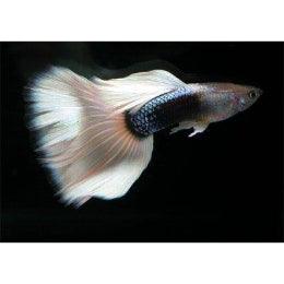 White Tuxedo Guppy - FreshWaterAquatica.com