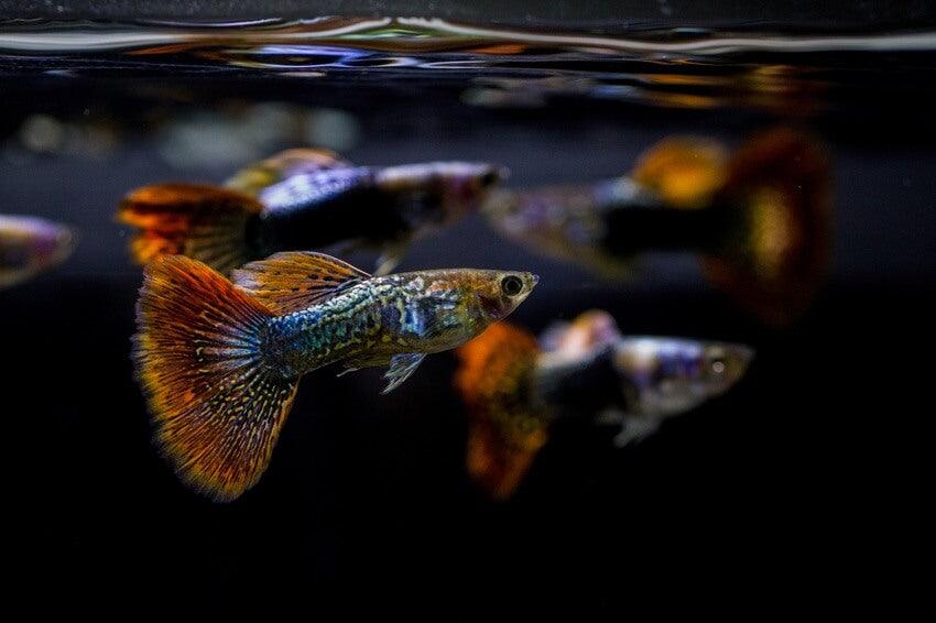 snake skin Guppy - FreshWaterAquatica.com
