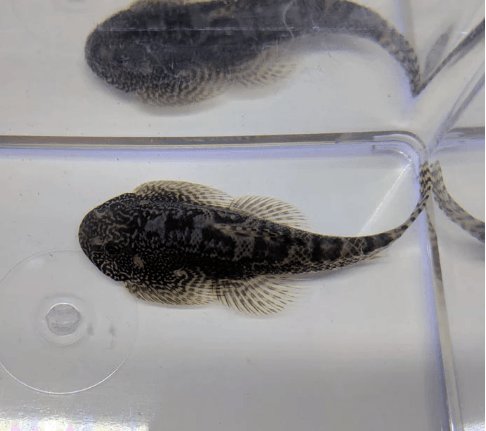 Hillstream Loach - FreshWaterAquatica.com