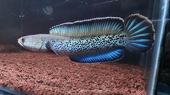 Channa stewarti 'Kalikhola' 6 inches