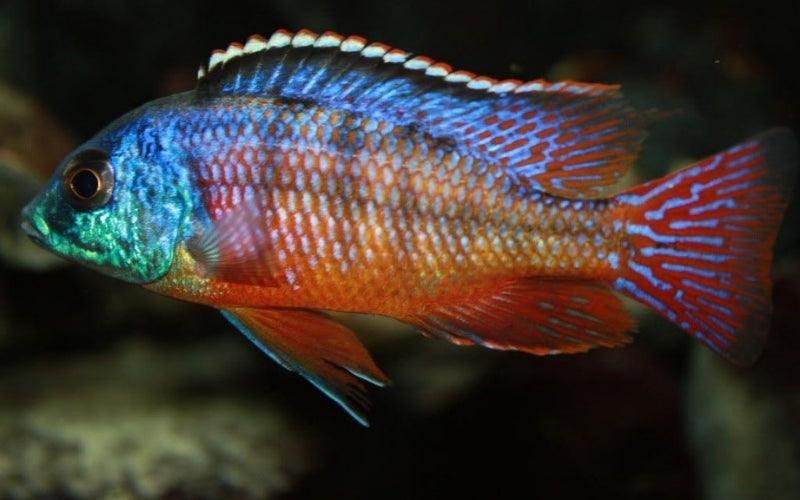 Red Empress Cichlid - FreshWaterAquatica.com