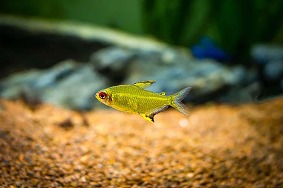 Lemon tetra - FreshWaterAquatica.com