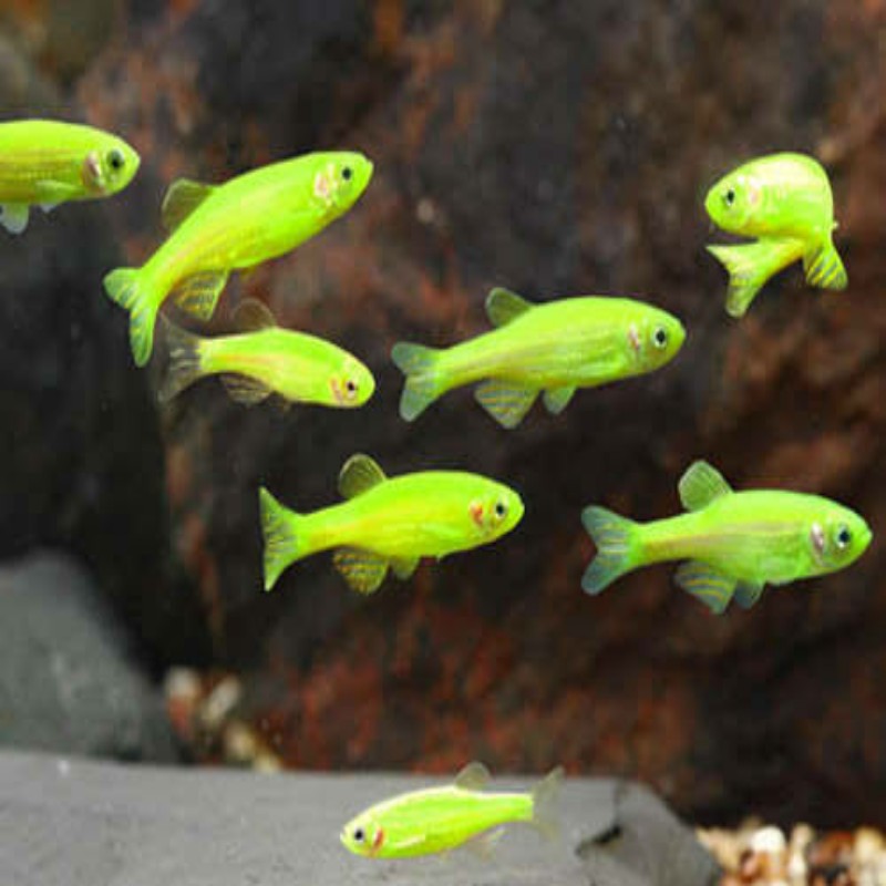 Green Zebra Danio - FreshWaterAquatica.com