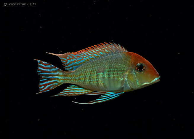 Geophagus altifrons 3.3 inch - FreshWaterAquatica.com