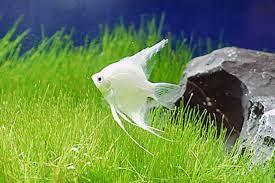 Platinum Angel - FreshWaterAquatica.com