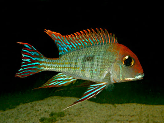 Geophagus altifrons 3.3 inch - FreshWaterAquatica.com