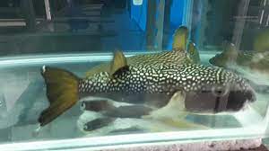 Chelonodontops bengalensis 'God Spotted Puffer' 3’’