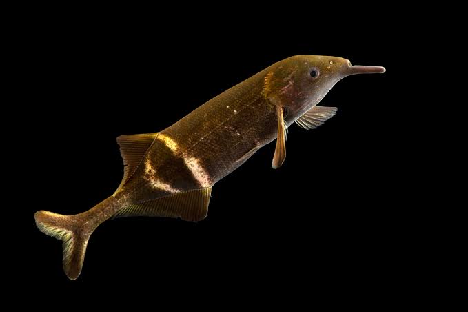 Elephant Nose Fish 4inch - FreshWaterAquatica.com