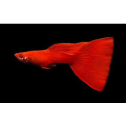 Full RED Albino Guppy - FreshWaterAquatica.com