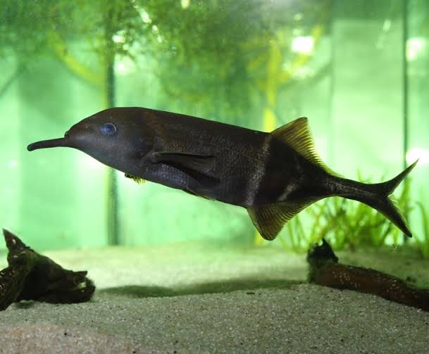 elephant nose fish site plantedtank.net Elephant Nose Fish 4inch