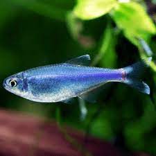 Cochu's blue tetra - FreshWaterAquatica.com